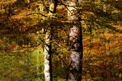 arbre2-panorama