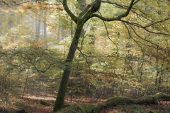 arbre4-panorama