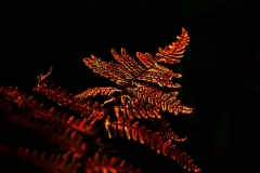 detail1