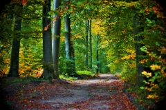 forest1