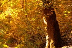 forest10
