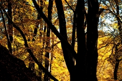 forest11