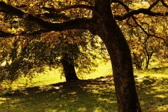 forest12