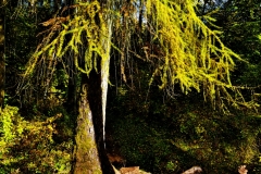forest13