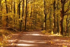 forest14