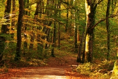 forest15
