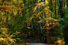 forest16