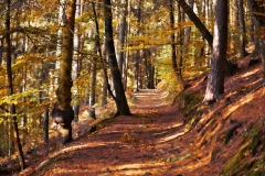 forest2