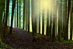 forest3