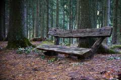 forest5
