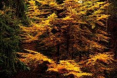 forest6