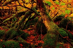 forest8