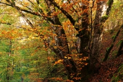forest9