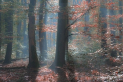 obeler7