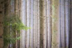 grengewald19