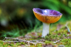 champignon1