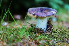 champignon10