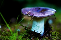 champignon11