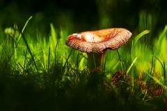 champignon12