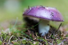 champignon2