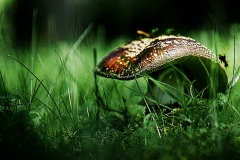 champignon3