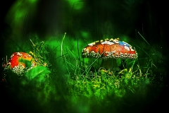 champignon4