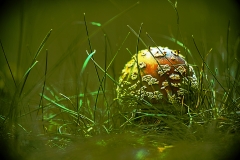 champignon5