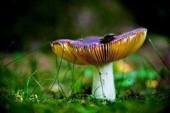 champignon6