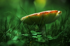 champignon7