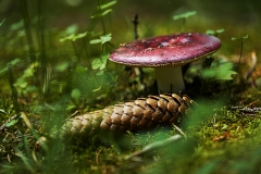 champignon8
