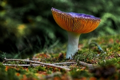 champignon9