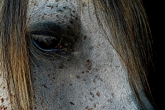 cheval2
