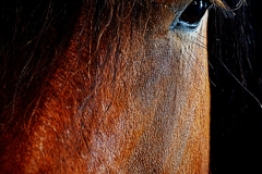 cheval3