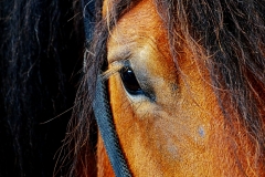 cheval4
