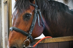cheval5