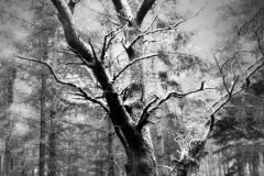 munzen-panorama1BW