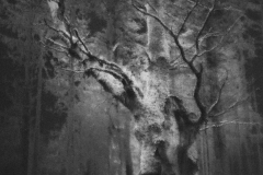 munzen-panorama2BW