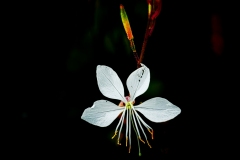 fleur1