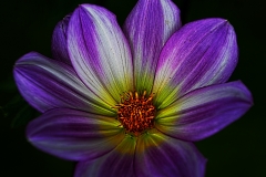 fleur10