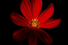 fleur11