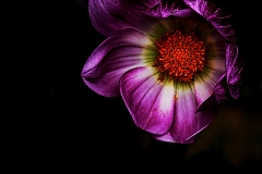 fleur13