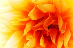 fleur14