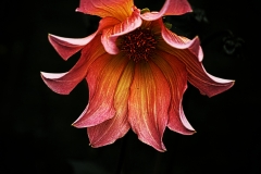 fleur15