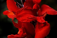 fleur16