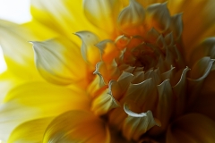 fleur18