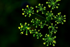 fleur7