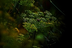 fleur8