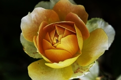rose10