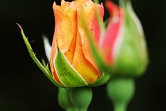 rose11