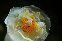 rose13